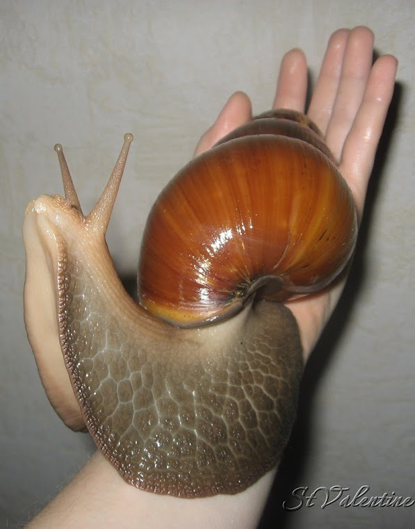 Achatina achatina, o caracol terrestre gigante