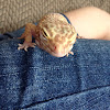 Leopard Gecko