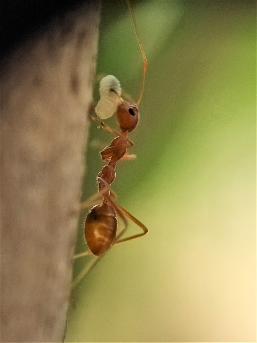 Asian Weaver Ant