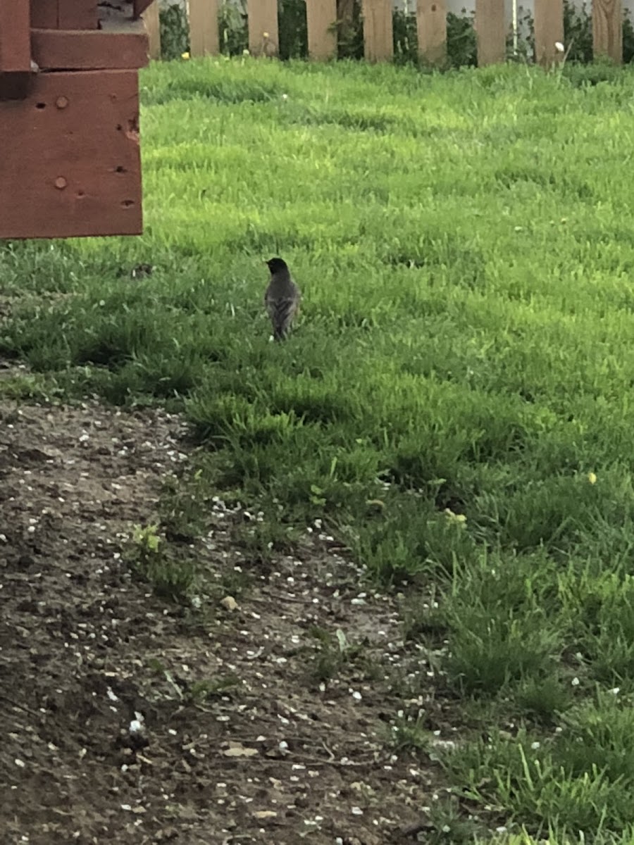 American Robin