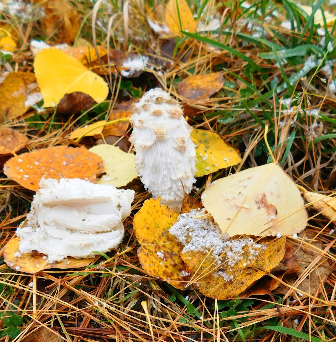 Shaggy Mane