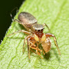 Jumping Spider