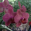 Orchid