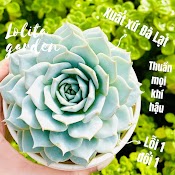 Sen Đá Ngọc Trinh Đà Lạt Size Trung Bình Cây Cảnh Trang Trí Nhà Cửa Lolita Garden