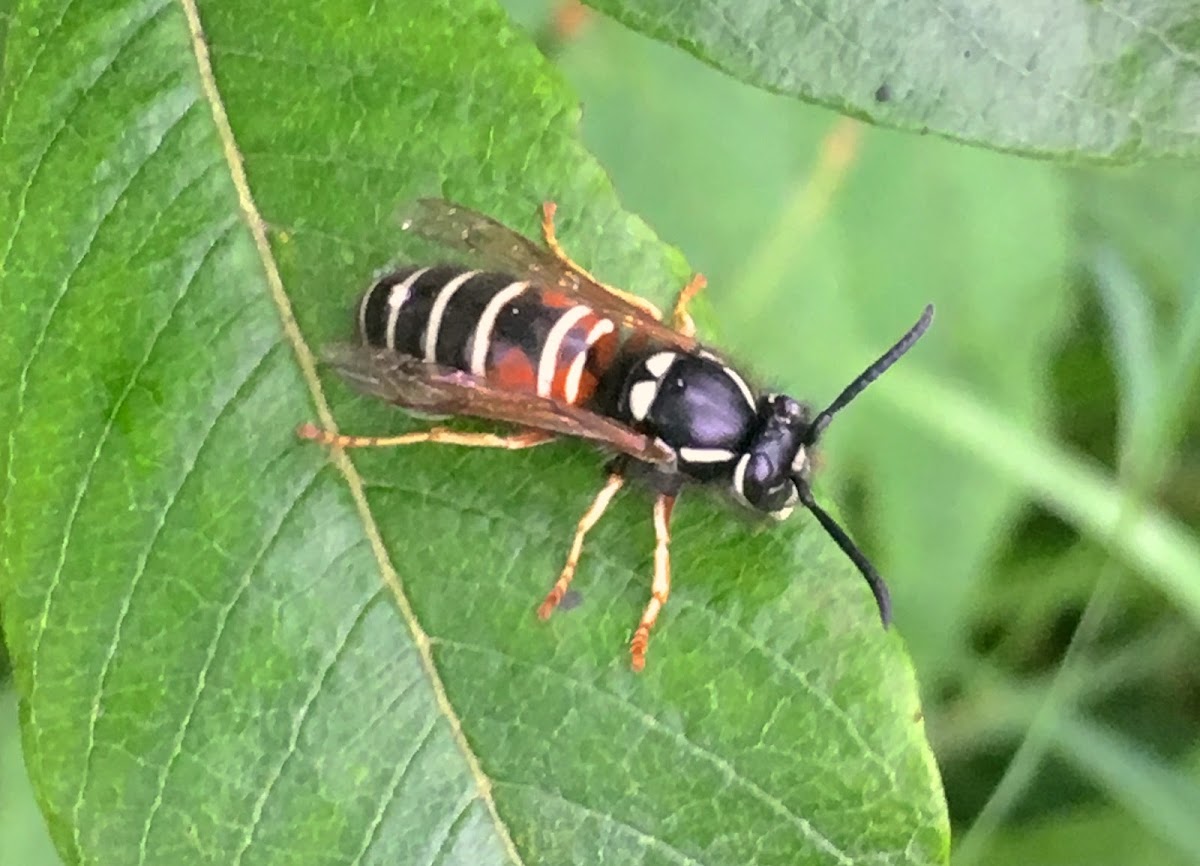 Northern Red-banded Yellowjacket
