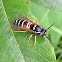 Northern Red-banded Yellowjacket