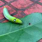 Oleander hawk-moth Caterpillar