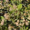 Ploughmans spikenard, Marsh fleabane