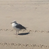 Herring Gull