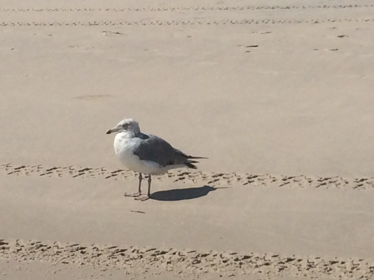 Herring Gull