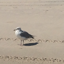 Herring Gull