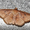 Window-winged moth