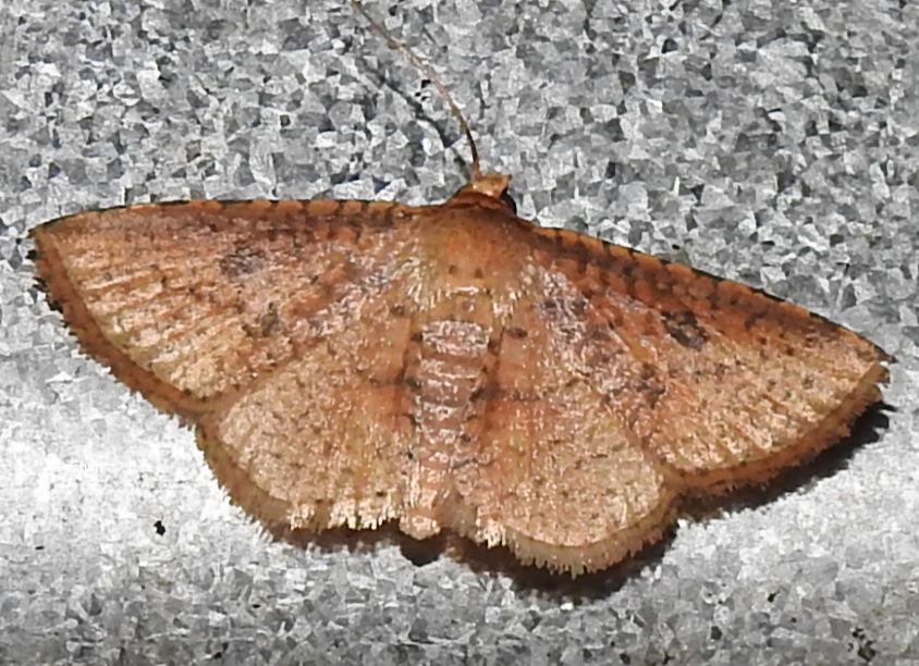 Window-winged moth