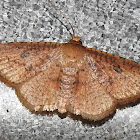 Window-winged moth