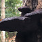 Bracket Fungi