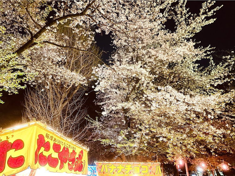 エスティマのサクラと愛車・桜とコラボ・しだれ桃・たこ焼きは旨い😋に関するカスタム事例の投稿画像6枚目