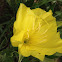 Missouri primrose