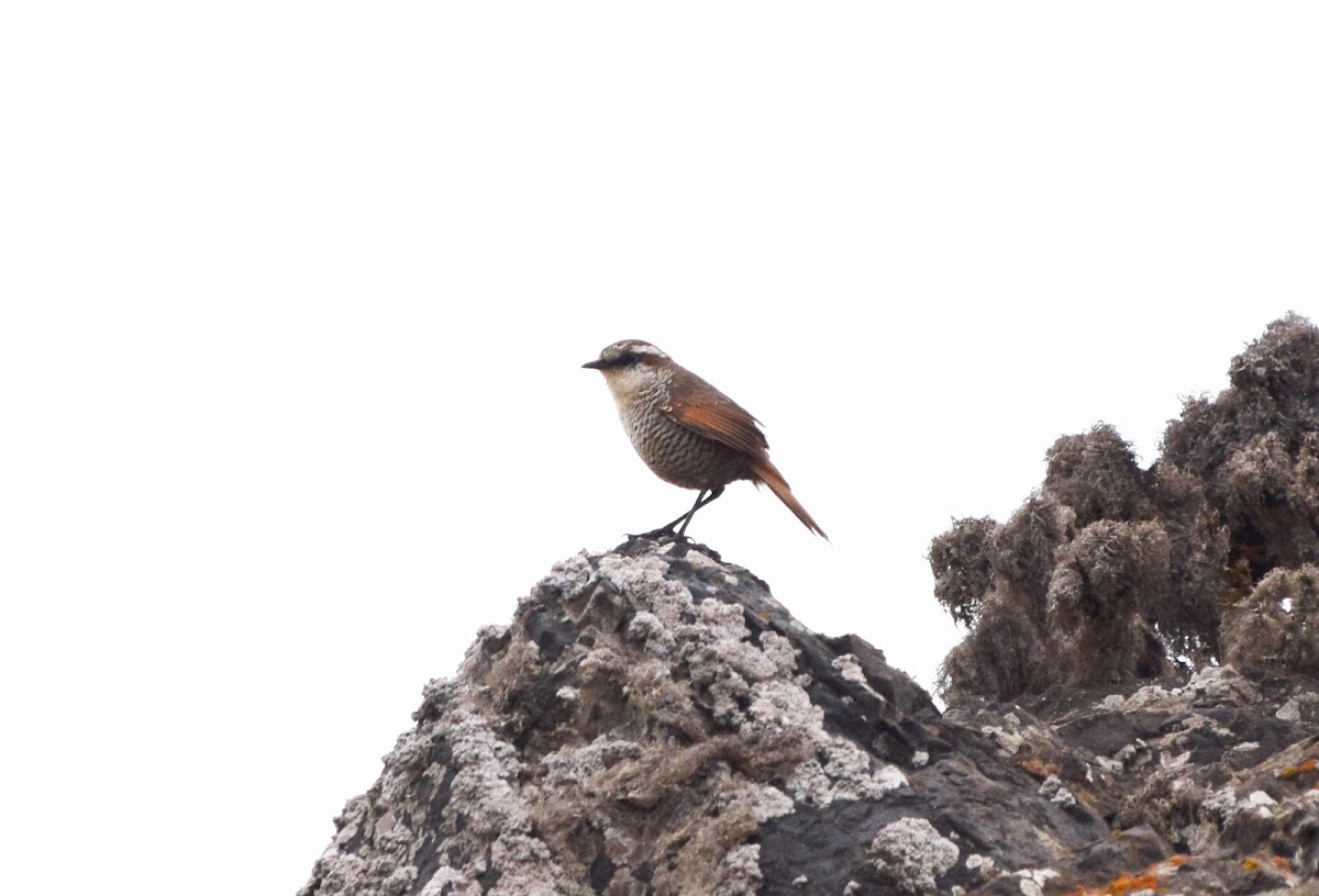 Tapaculo