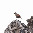 Tapaculo