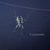 Yellow garden spider