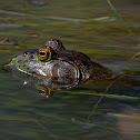 Bullfrog