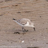 Sanderling; Correlimos Tridáctilo