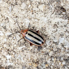 Striped Willow leaf beetle