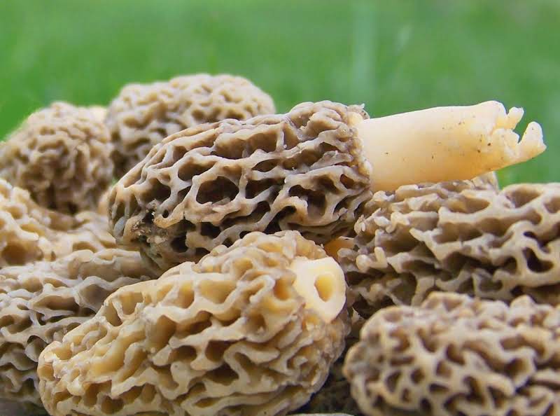 Nonna Rosa's Fried Morels In Cornmeal