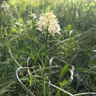 Death Camas