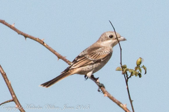 Woodchat Shrike; Alcaudon Real