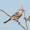 Woodchat Shrike; Alcaudon Real