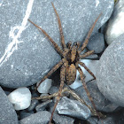 Thinlegged Wolf Spider