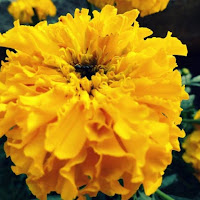 Big, yellow flower  di 