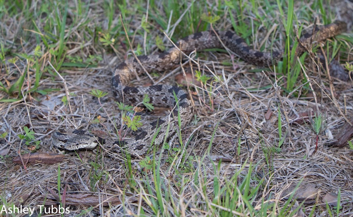 Gray Ratsnake