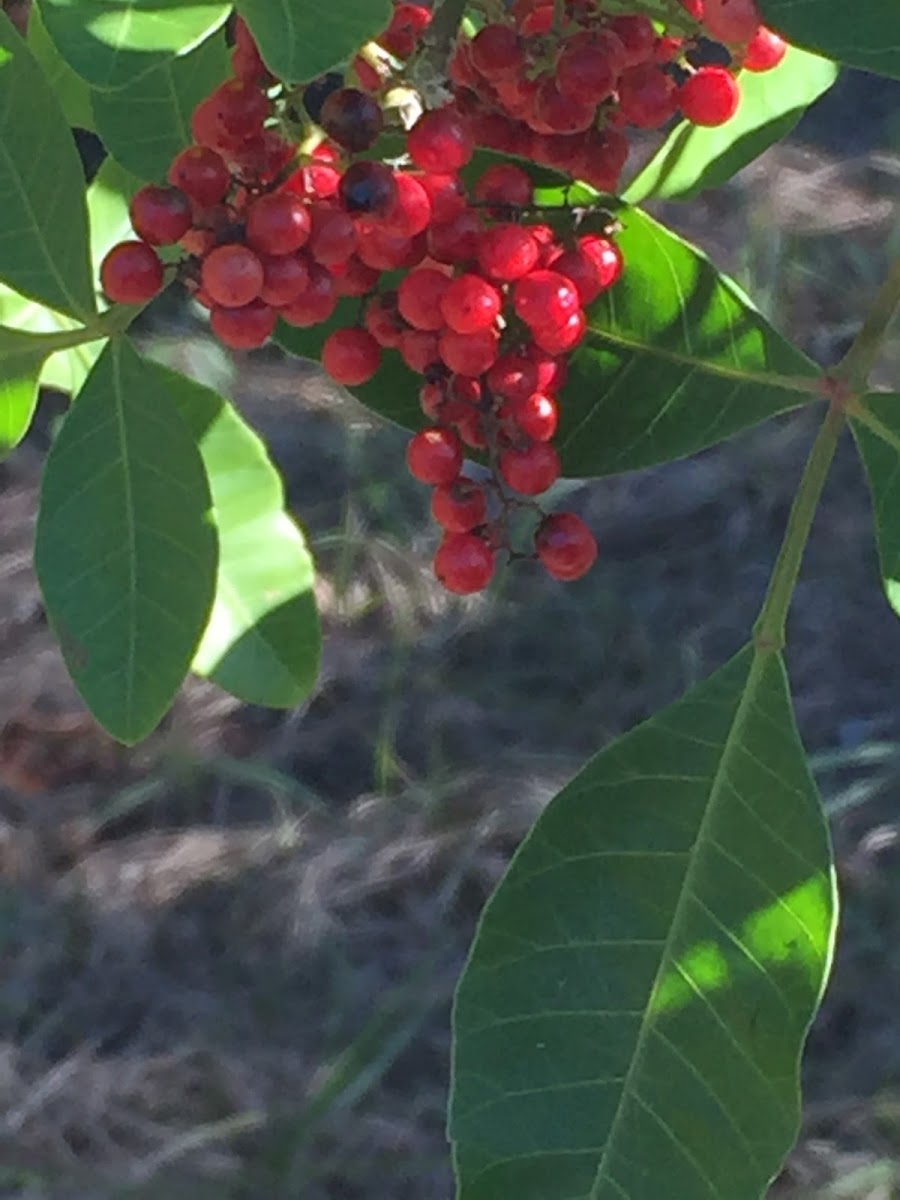 Red berries