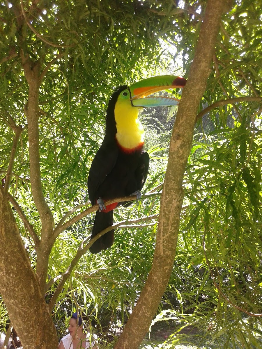 Toucan