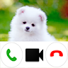 Pomeranian Dog Video Call Simu icon