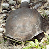 Gopher tortoise