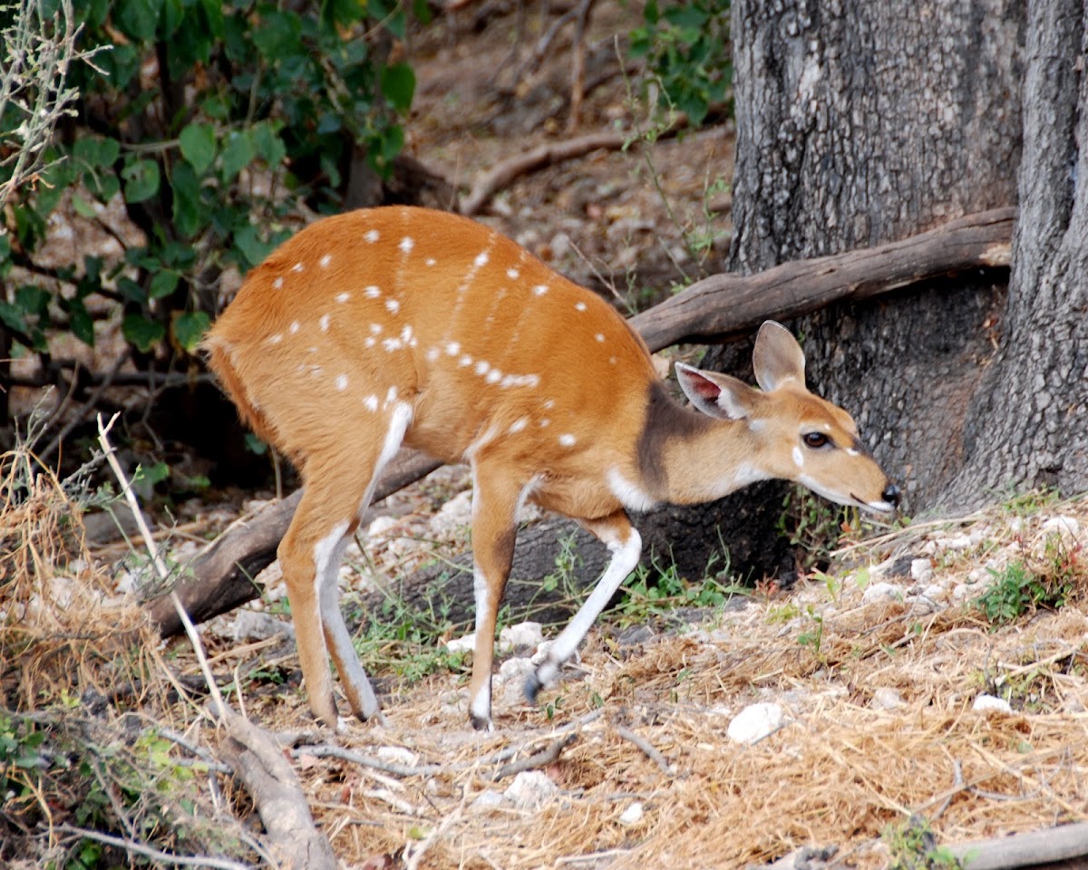 Cape Bushbuck