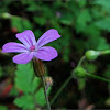 Herb Robert