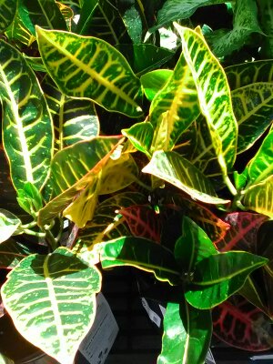 Garden Croton