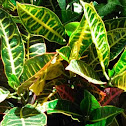 Garden Croton