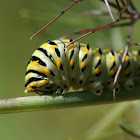 Eastern Black Swallowtail (caterpillar)