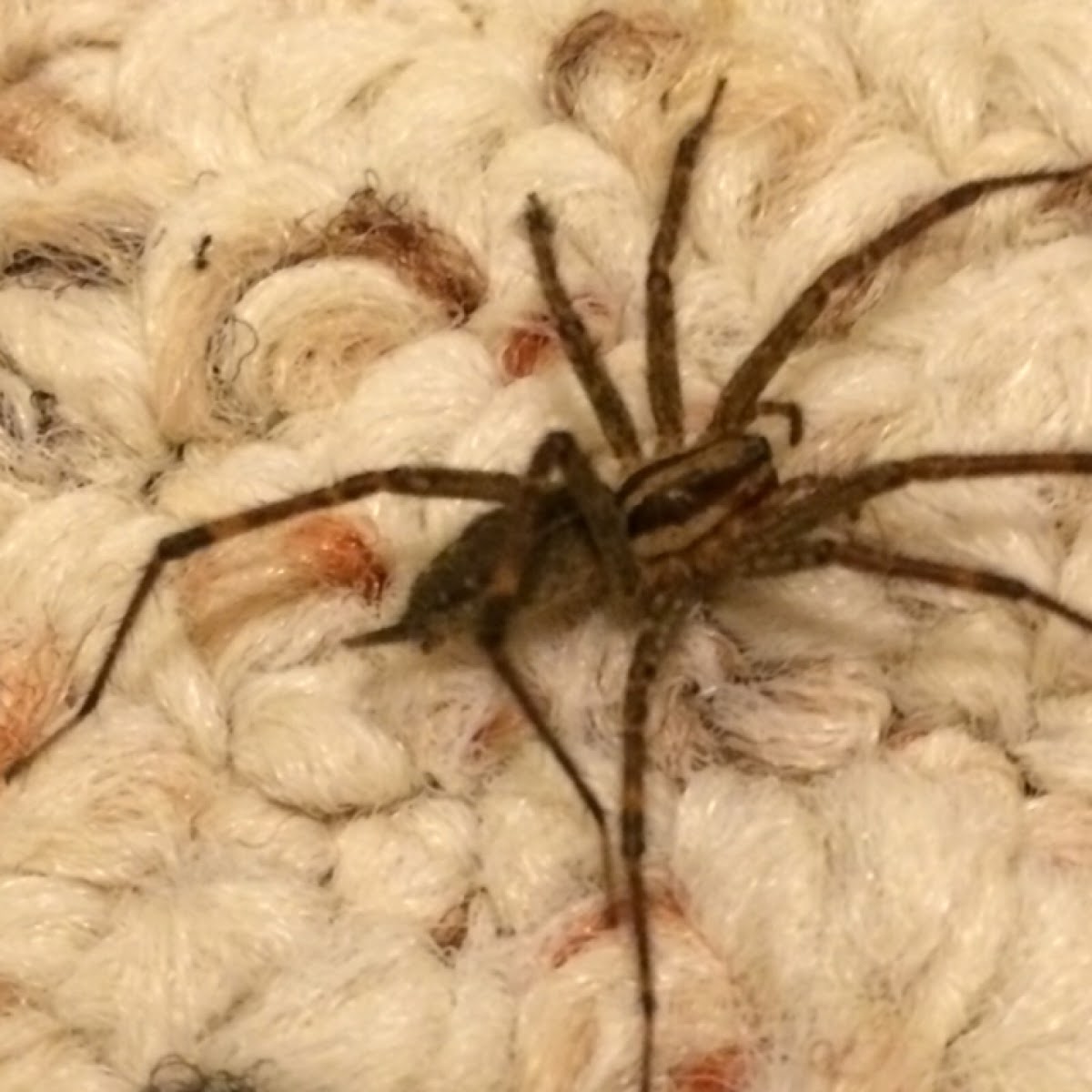 Wolf Spider