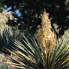 Yucca