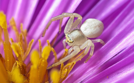 White spider