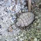 Antlion larva