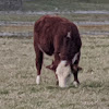 Hereford Cow