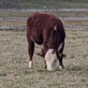 Hereford Cow