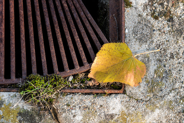 presagio d'autunno di francescafiorani